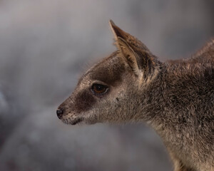 Fototapeta premium Mareeba Rock Wallaby Profile