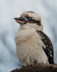 Kookaburra