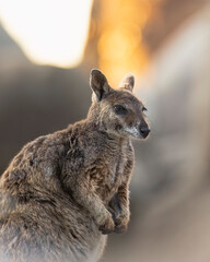 Mareeba Rock Wallaby at Sunset