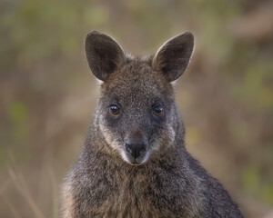 Swamp Wallaby