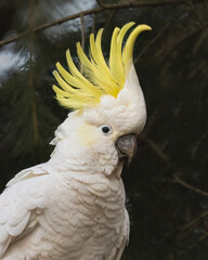 Sulfur Crested Cockatiel