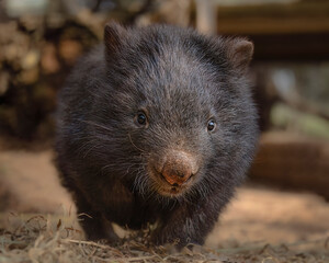 Curious Wombat