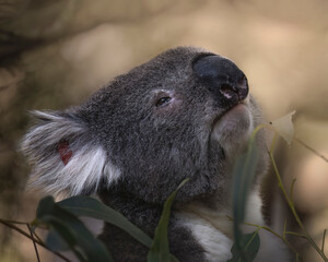 Sleepy Koala