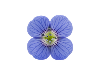 Delicate blue flower with five petals isolated on transparent background