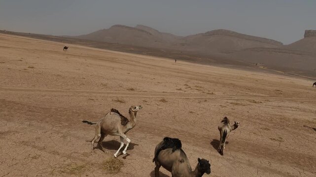 drone footage of a group of wild camel in sahara desert of morocco and amazing small oasis in middle of nowhere 
