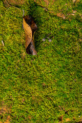 Wild squirrel feeding on mossy terrain.