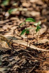 Sapling growing among dried leaves on forest floor. Hopeful new plant growing amid dead leaves—powerful symbolism for regeneration and nature’s cycle.