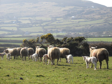herd of sheep