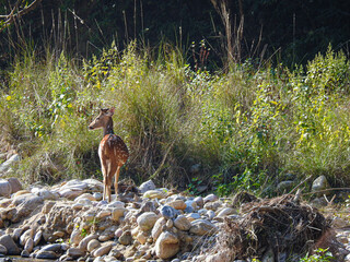 Spotted deer with majestic antlers grazes calmly in the golden forest light, their elegant movements blending with nature’s rhythm, a true symbol of wild grace and serenity.