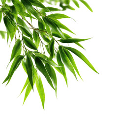 Close-up of vibrant green bamboo leaves