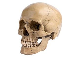 Obraz premium Human skull isolated on white background isolated on a transparent background