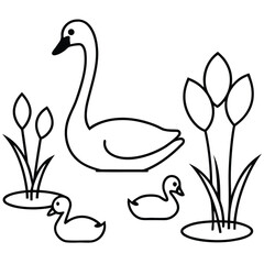 Elegant swan family swimming on a calm pond