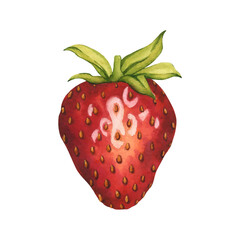Bright and juicy strawberries isolated on white background. Vector. Watercolor illustration of ripe red berry hand painted. Strawberry isolated. Summer Clipart for tea, jam or natural cosmetics label