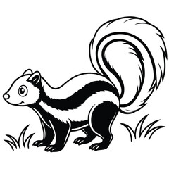 Striped skunk with fluffy tail raised in alert pose
