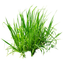 Green Grass with Transparent Background