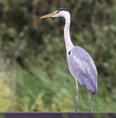 great blue heron