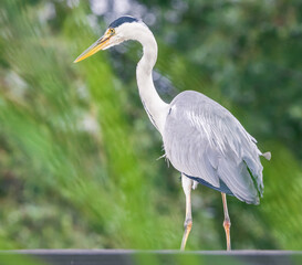 great blue heron