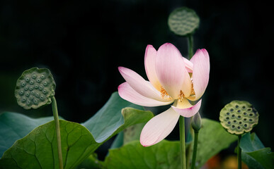 pink lotus flower