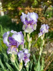 purple irises