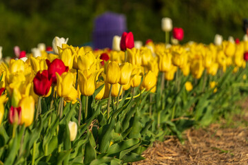 Obraz premium A lush field filled with blooming yellow, red, and white tulips sways gently in the spring breeze, creating a colorful landscape rich in beauty