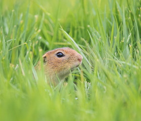 ground squirrel in the grass