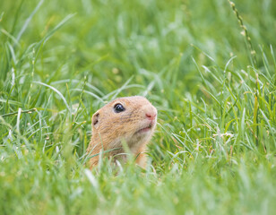 ground squirrel in the grass