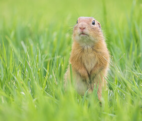ground squirrel in the grass