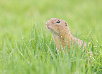 ground squirrel in the grass