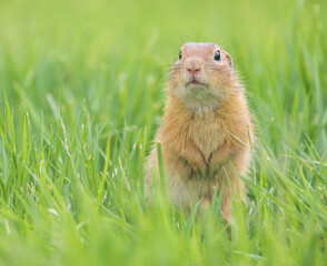 ground squirrel in the grass