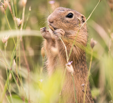 ground squirrel eating