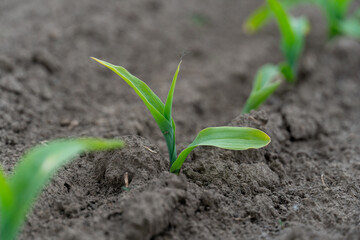 Maize sprouts break through the rich soil in a well-tended field, signaling the onset of a promising harvest season under natural sunlight