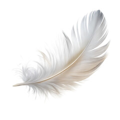 Obraz premium Elegant White Feather with Removed Background