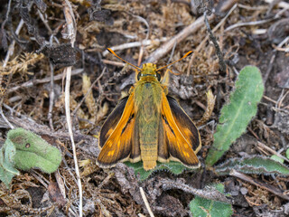 Silver-spotted Skipper Butterfly Resting in Grass