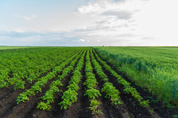 Obraz premium Rows of vibrant potato plants are seen flourishing in rich, dark soil, surrounded by expansive fields of lush green vegetation under a clear blue sky