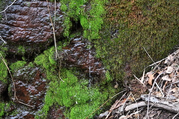 dripping moss
