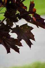 Fototapeta premium Maple Leaves