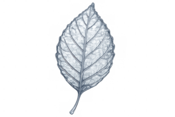 Detailed winter leaf frozen with intricate ice-crystal veins, transparent backdrop showcasing delicate botanical winter crystallization