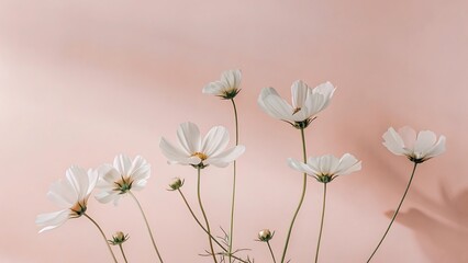 Elegant White Cosmos Flowers on Blush Pink Background: Minimalist Botanical Photography