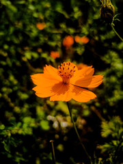 4K image of a colorful flower blooming in a lush garden surrounded by fresh green leaves and plants. Perfect for nature photography, gardening visuals, floral backgrounds, and decorative projects.