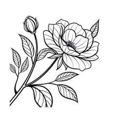 Elegant camellia flower line art with layered petals for floral designs