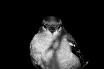 Chaffinch Bird On Black Background. 