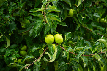 Ripe Green Apples on Tree