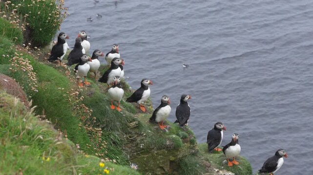 group of puffins on a grassy cliff during breeding season in HD on Swona in Orkney.