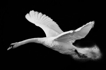 flying white swan on black background.