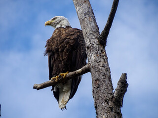 Pygargue à tête blanche sur une branche d'arbre