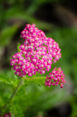 Yarrow