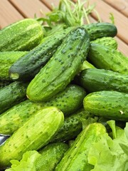 Урожай спелых огурцов