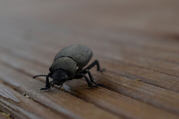 black beetle on the wood