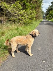 Small fluffy dog standing on a rural asphalt road beside green forest trees. A peaceful countryside walk with natural sunlight, lush surroundings, and a curious, alert canine enjoying the outdoors.