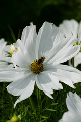 Obraz premium Cosmea